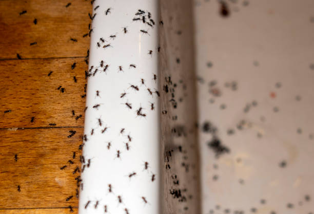Best Pest Inspection Near Me  in Koontz Lake, IN