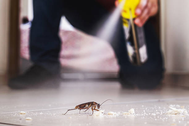 Spider Control Near Me in Koontz Lake, IN